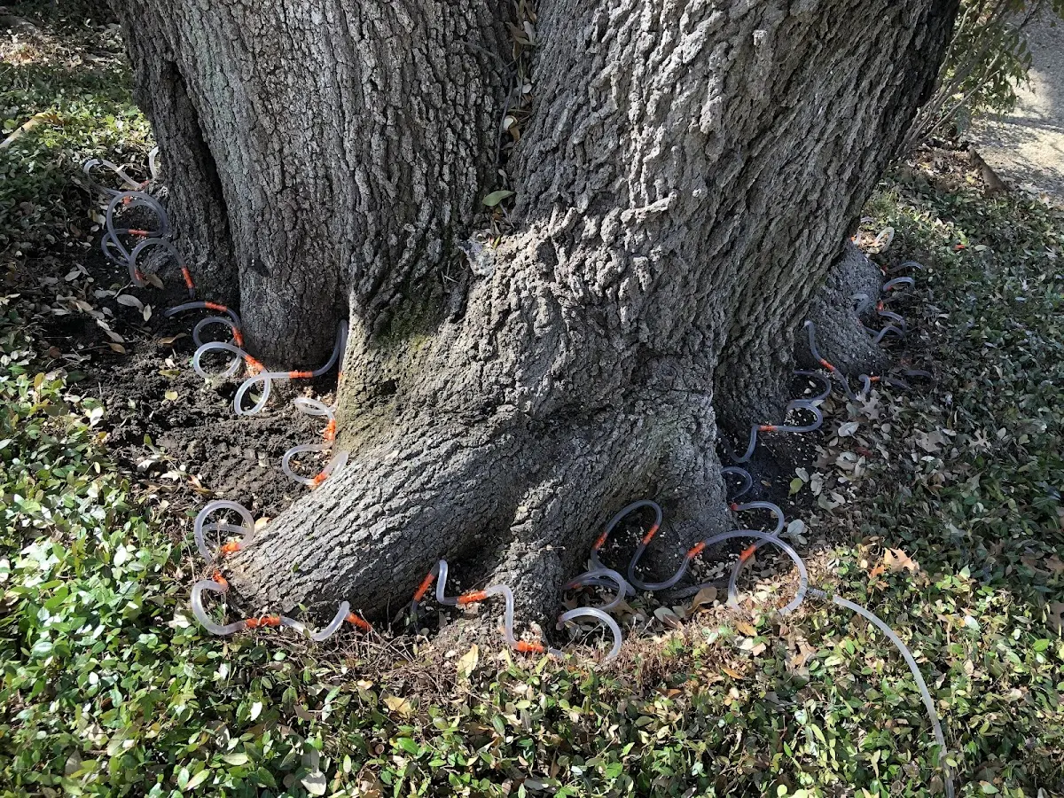 Detailed Shrub and Hedge Trimming job site in Orange Springs