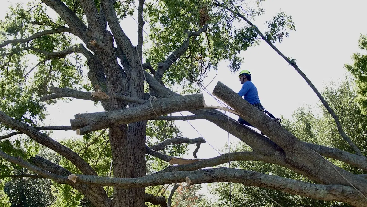 Professional Crown Thinning performed by certified arborists in Orange Springs
