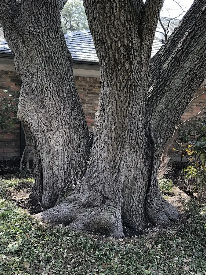 Mature heritage tree close to a Orange Springs property cared for by certified arborists